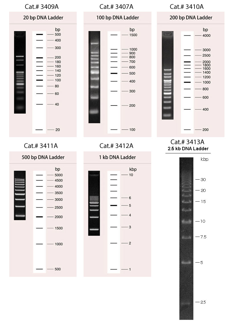 注目ショップ・ブランドのギフト DNA molecular markers weight その他
